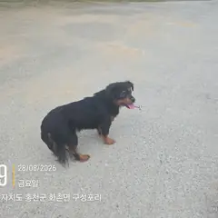 홍천군 검정&황갈색 믹스견 암컷