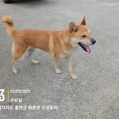 홍천군 갈색 믹스견 수컷