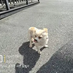 홍천군 흰색&황갈색 믹스견 수컷