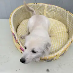 홍천군 흰색 믹스견 암컷