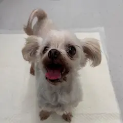 횡성군 흰색 말티즈 암컷