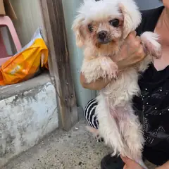 평창군 흰색 말티즈 암컷