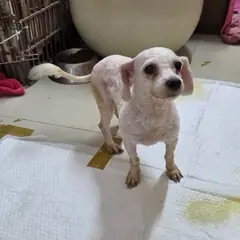 평창군 흰색 비숑 프리제 암컷