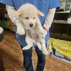 정선군 크림색 믹스견 암컷