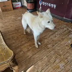 정선군 흰색 믹스견 수컷