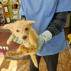 정선군 흰색 믹스견 암컷