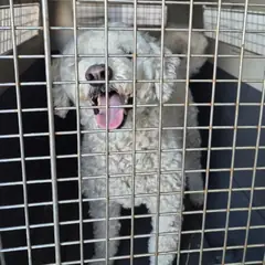 철원군 흰색 미니어쳐 푸들 수컷