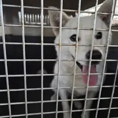 철원군 흰색 진도견 암컷