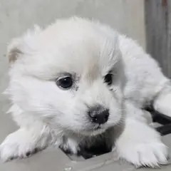 화천군 흰색 믹스견 암컷