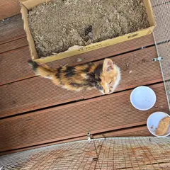 인제군 기타(검정, 갈색) 한국 고양이 성별 미상