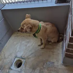 인제군 갈색 믹스견 암컷