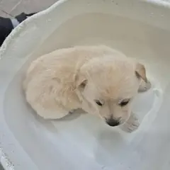 인제군 흰색 믹스견 수컷
