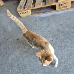 인제군 레몬색&흰색 한국 고양이 암컷