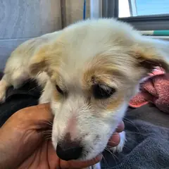 고성군 흰색 믹스견 수컷