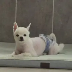 양양군 흰색 스피츠 수컷