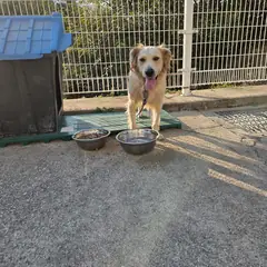 충주시 갈색 골든 리트리버 암컷