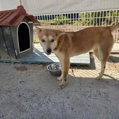충주시 갈색 믹스견 암컷
