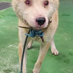 제천시 붉고 엷은 황갈색 진도견 수컷