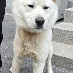 제천시 흰색 진도견 수컷