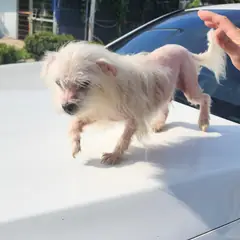 옥천군 흰색 믹스견 수컷