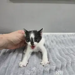 옥천군 흰색/검은색 얼룩무늬 한국 고양이 수컷