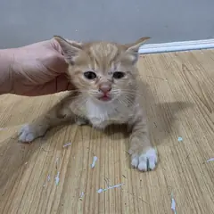 옥천군 레몬색&흰색 한국 고양이 암컷