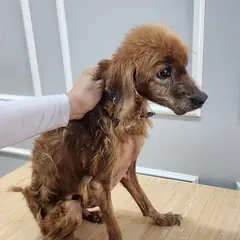 옥천군 갈색 코카 스파니엘 수컷