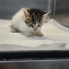 옥천군 검은색흰색황토색조합 한국 고양이 암컷