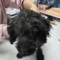 영동군 검정색 푸들 수컷