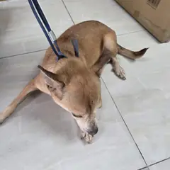 영동군 겨자색 믹스견 암컷