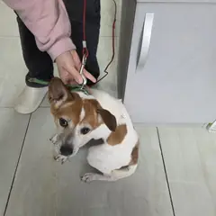 영동군 흰색&검은반점 믹스견 수컷