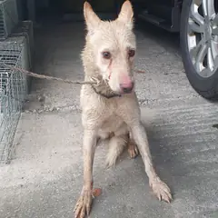 진천군 기타(크림색) 믹스견 암컷