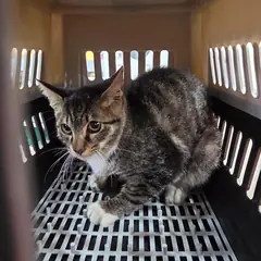 진천군 기타(태비) 한국 고양이 수컷