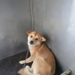 괴산군 황갈색 믹스견 수컷