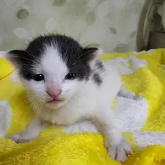 괴산군 흰색/검은색 얼룩무늬 한국 고양이 암컷