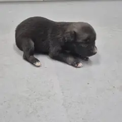 음성군 검정색 믹스견 암컷