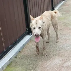 음성군 흰색 믹스견 암컷
