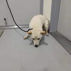 음성군 흰색 믹스견 수컷