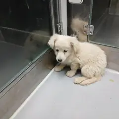 음성군 흰색 믹스견 수컷
