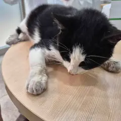 음성군 기타(검정&흰색) 한국 고양이 암컷