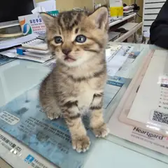 증평군 검은색흰색황토색조합 한국 고양이 암컷
