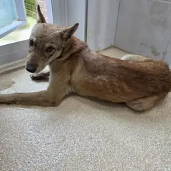 청주시 갈색 믹스견 수컷