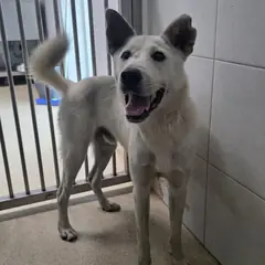 청주시 흰색 믹스견 수컷