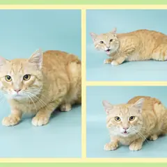 청주시 레몬색&흰색 한국 고양이 수컷