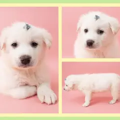 청주시 흰색 믹스견 수컷
