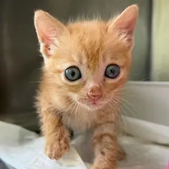 청주시 레몬색&흰색 한국 고양이 암컷