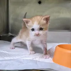 청주시 레몬색&흰색 한국 고양이 수컷