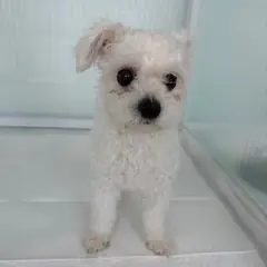 청주시 흰색 푸들 암컷