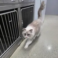 청주시 기타(흰,회) 레그돌 수컷