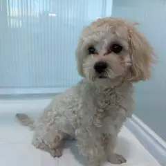 청주시 크림색 기타 수컷